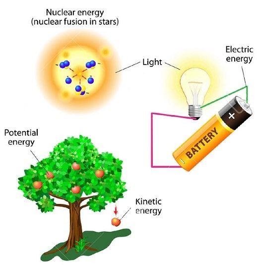 Conservation of Energy Fruit Falling